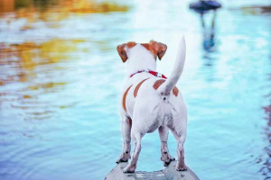 Jak leczyć zapalenie gruczołów paranalskich u psów? Jak leczyć zapalenie gruczołów paranalskich u psów?